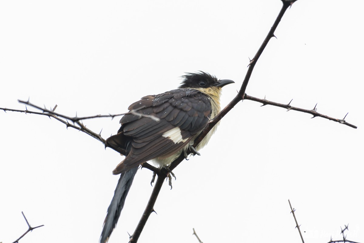 Pied Cuckoo - ML143533401