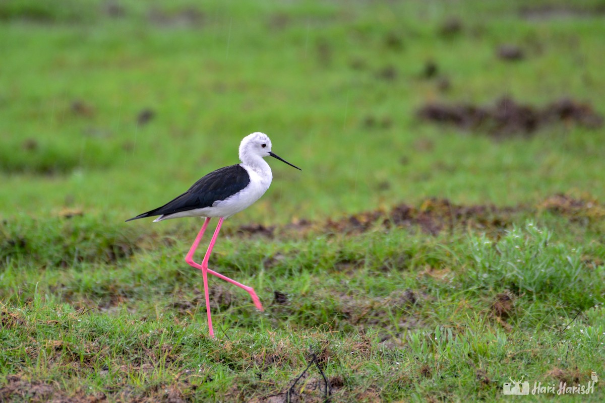 Black-winged Stilt - ML143533861