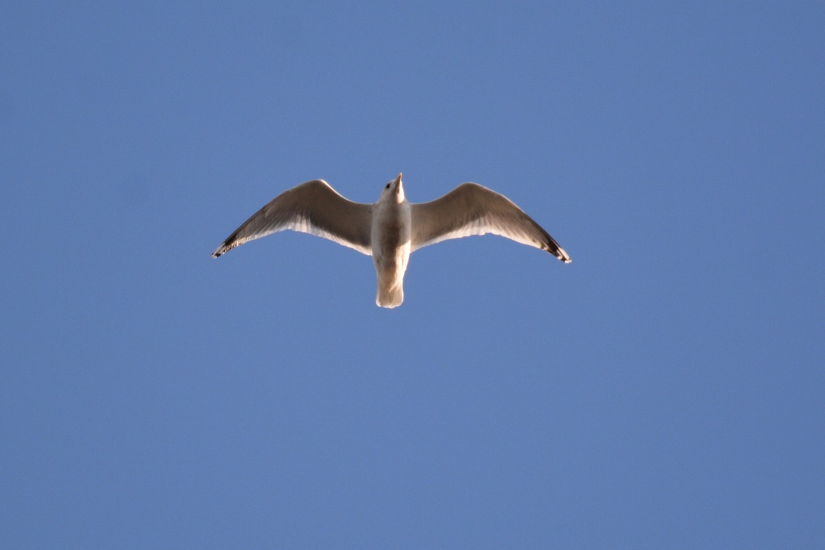 Полярная чайка (thayeri) - ML143535541