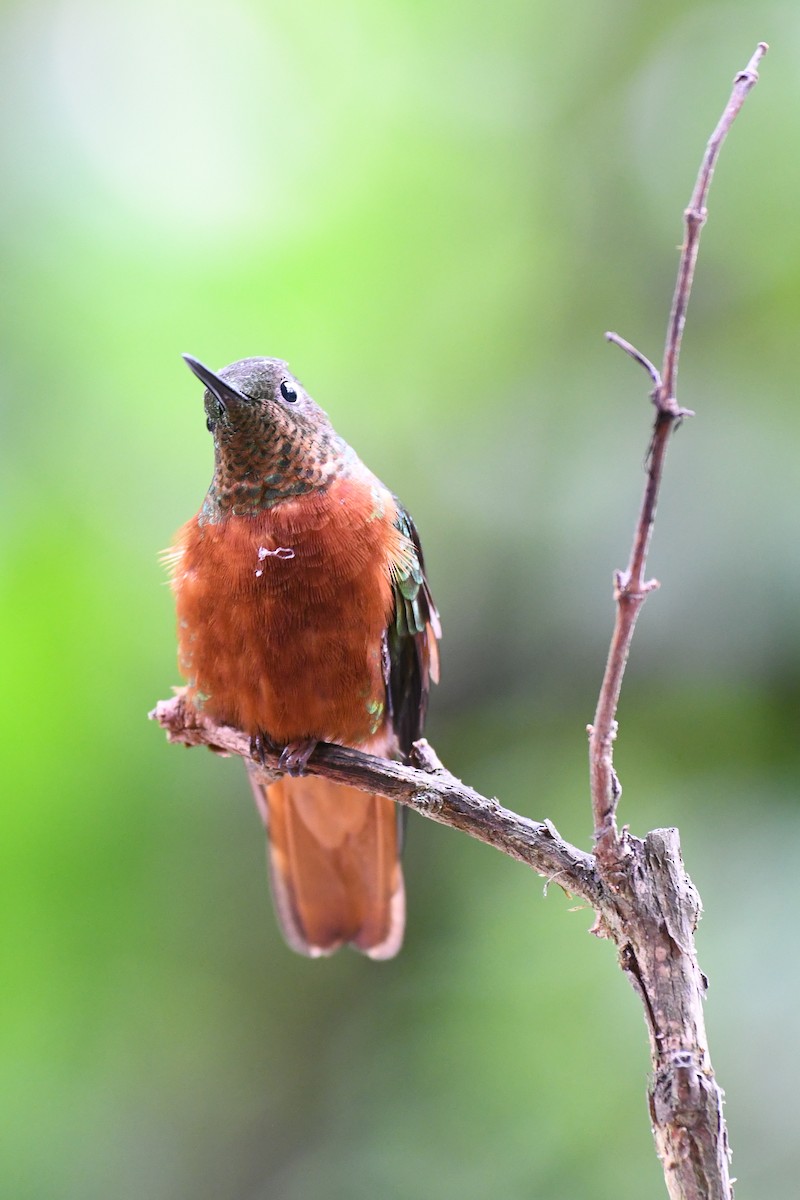 kastanjebrystkolibri - ML143535831