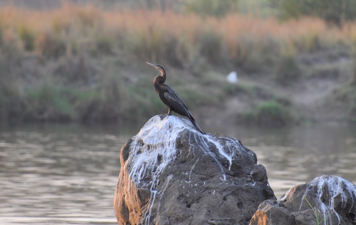 African Darter - Paul Galvin