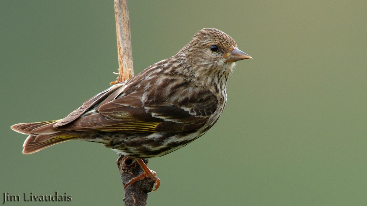 Pine Siskin - James Livaudais