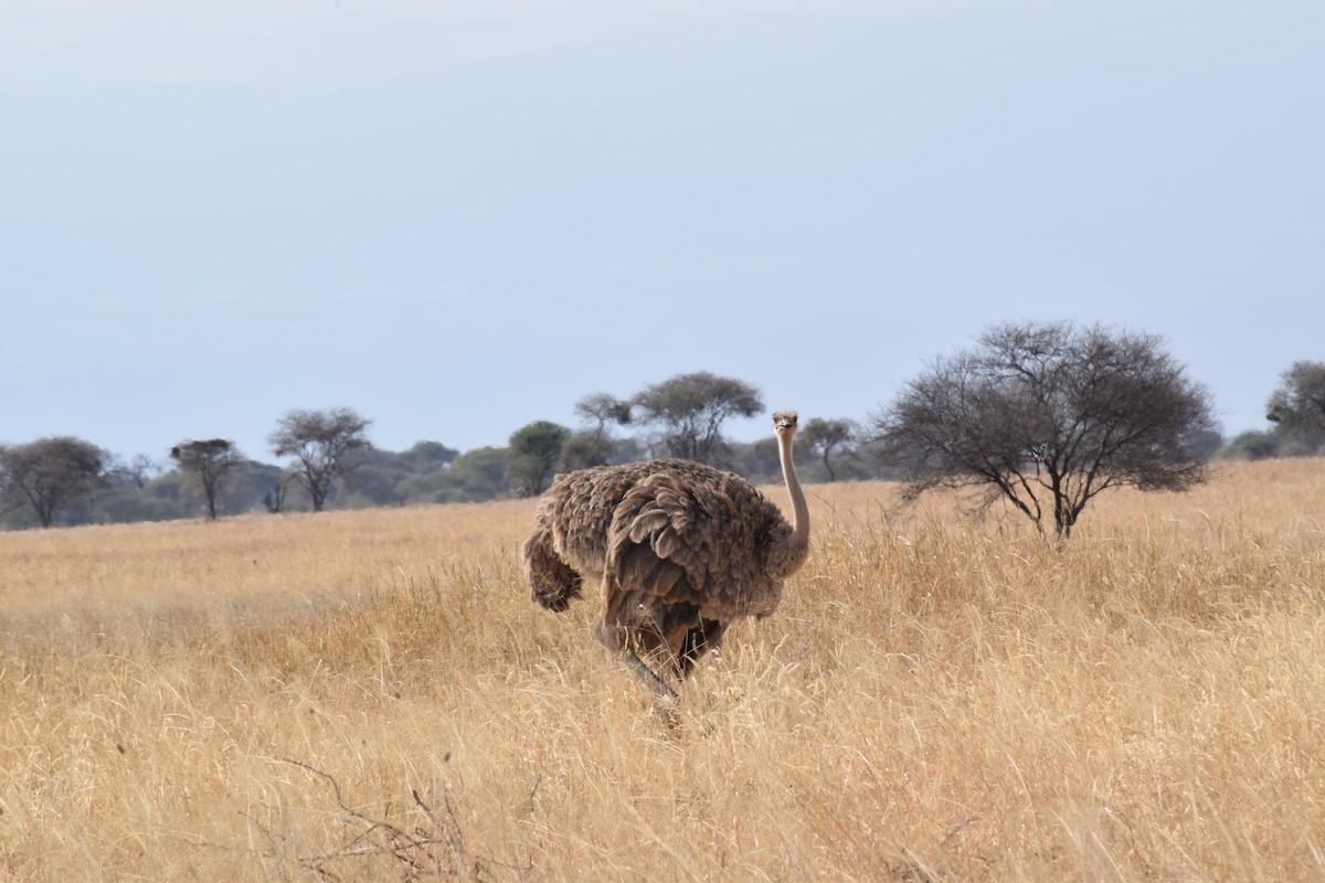 Common Ostrich - Adrian Round