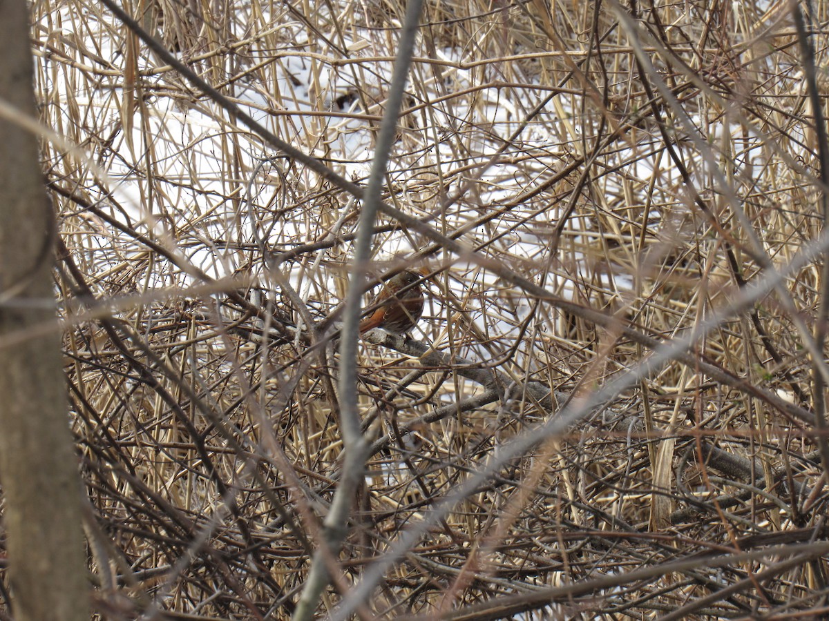 Fox Sparrow - ML143537601