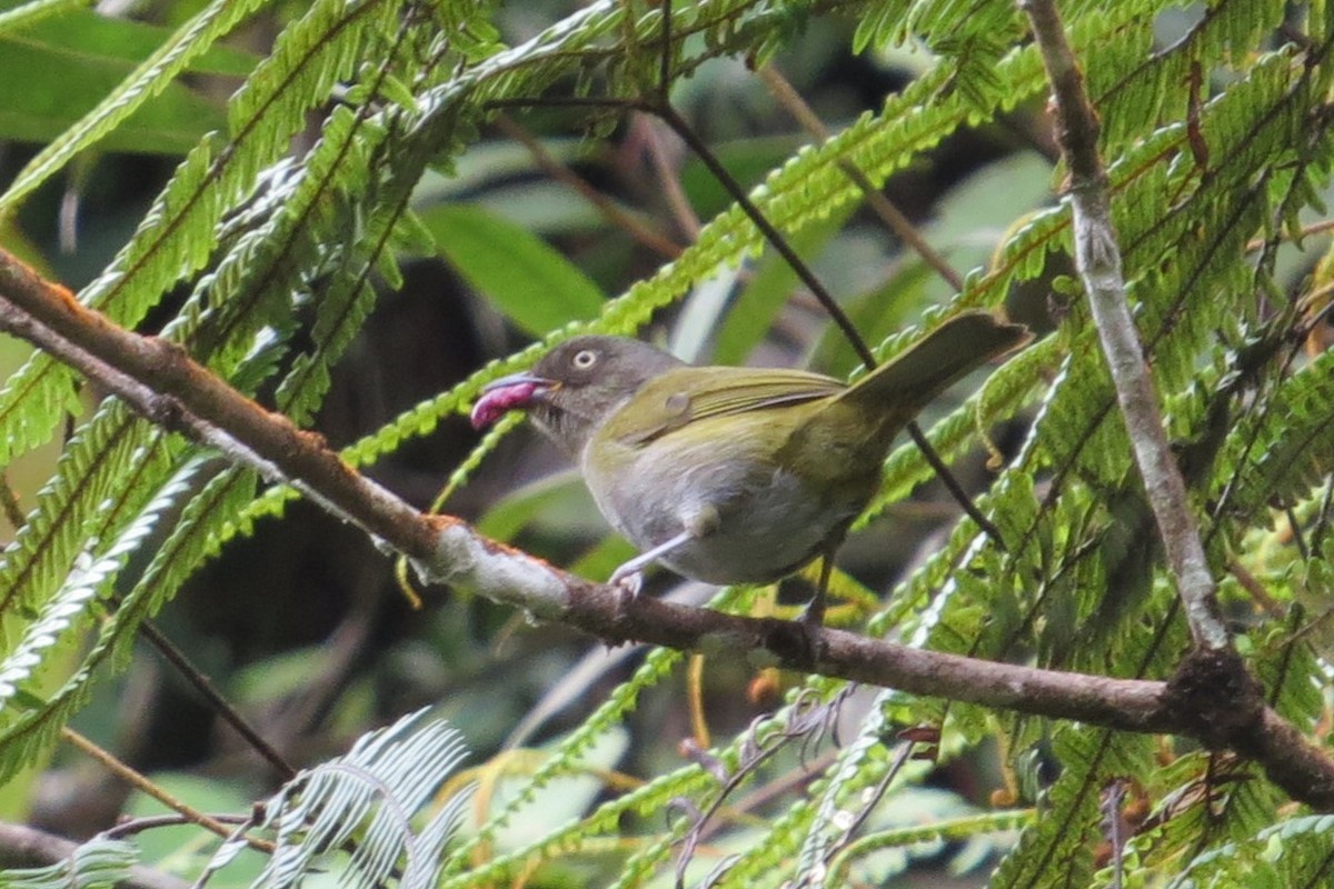 Dusky Chlorospingus - ML143538551