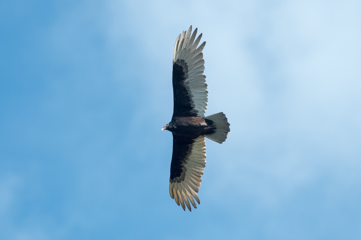 Turkey Vulture - ML143539031
