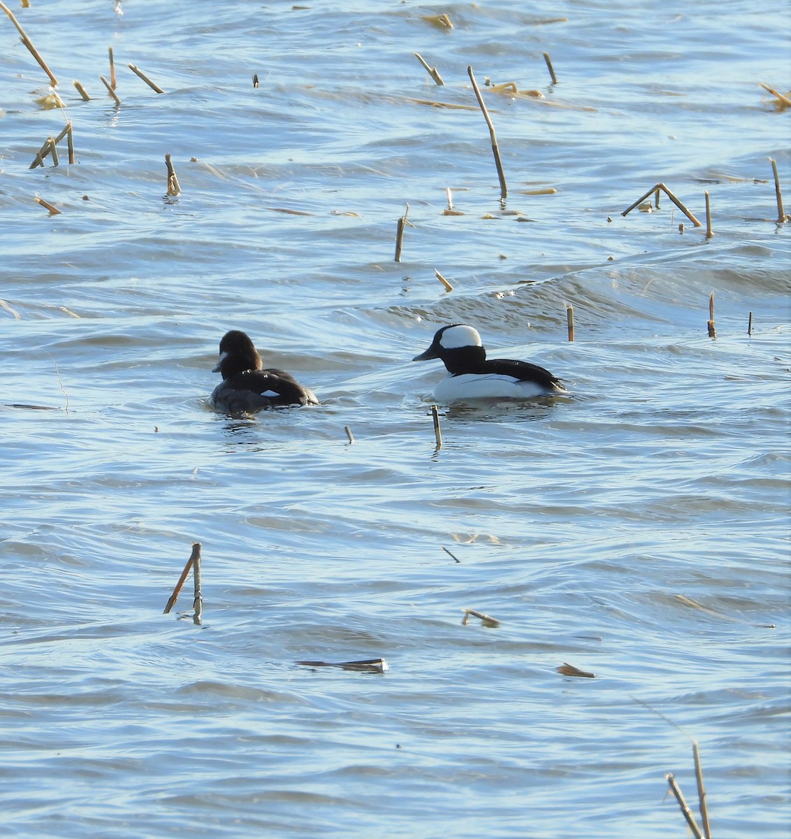 Bufflehead - ML143539731