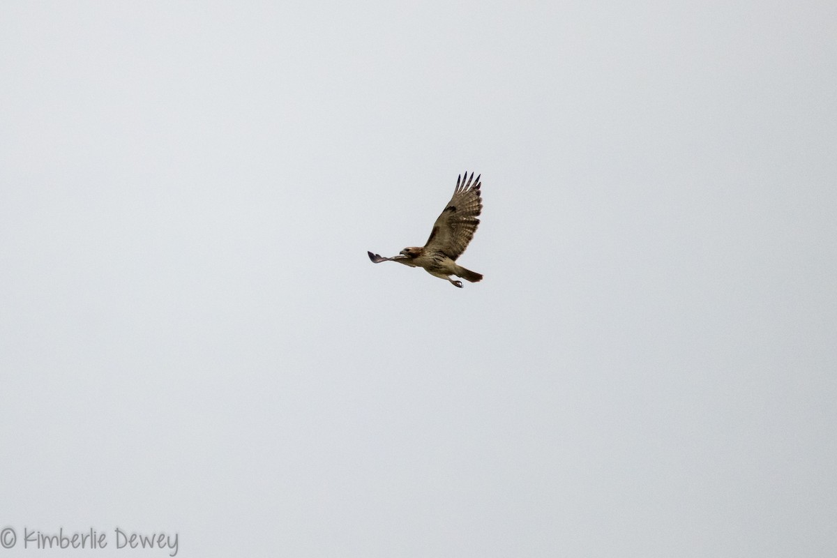Red-tailed Hawk - ML143541581