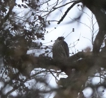 Belatz handia (eurasiarra) - ML143541981