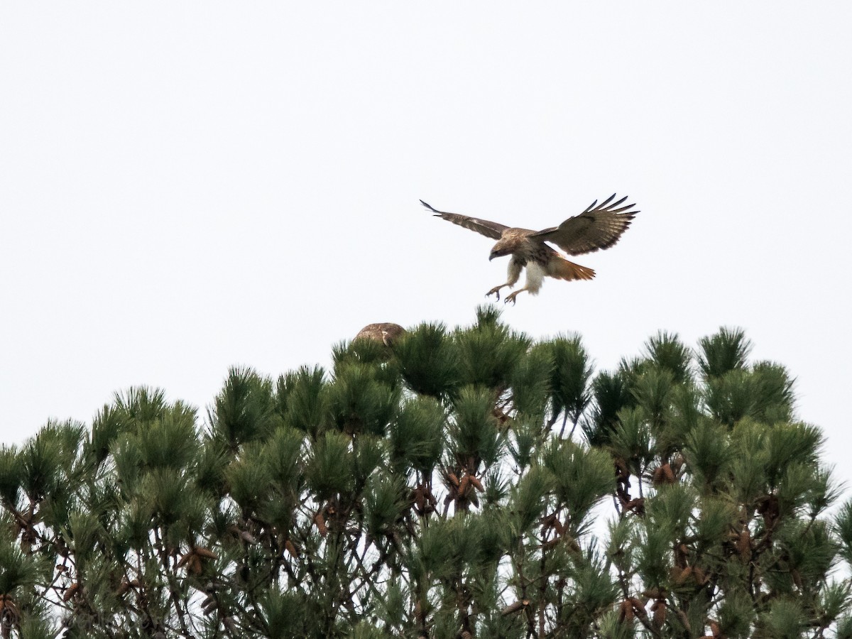 Red-tailed Hawk - ML143542011