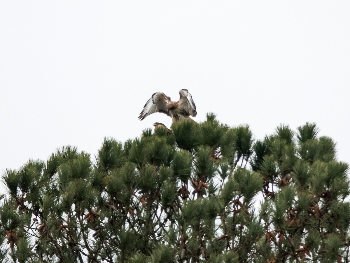 Red-tailed Hawk - ML143542031