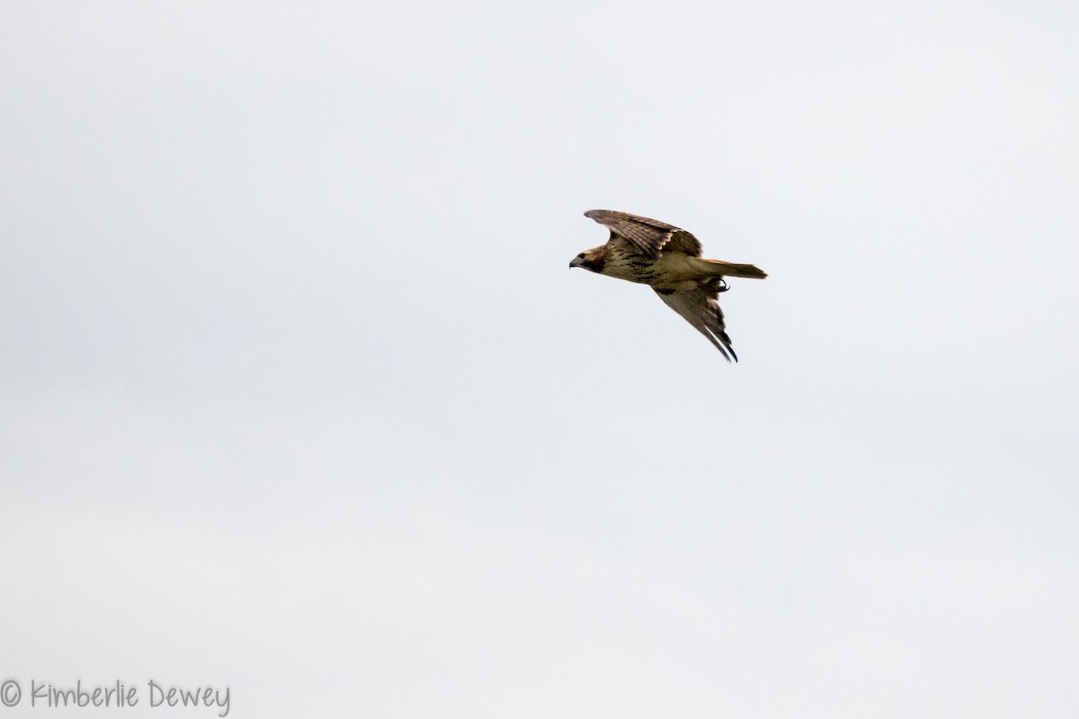 Red-tailed Hawk - ML143542071