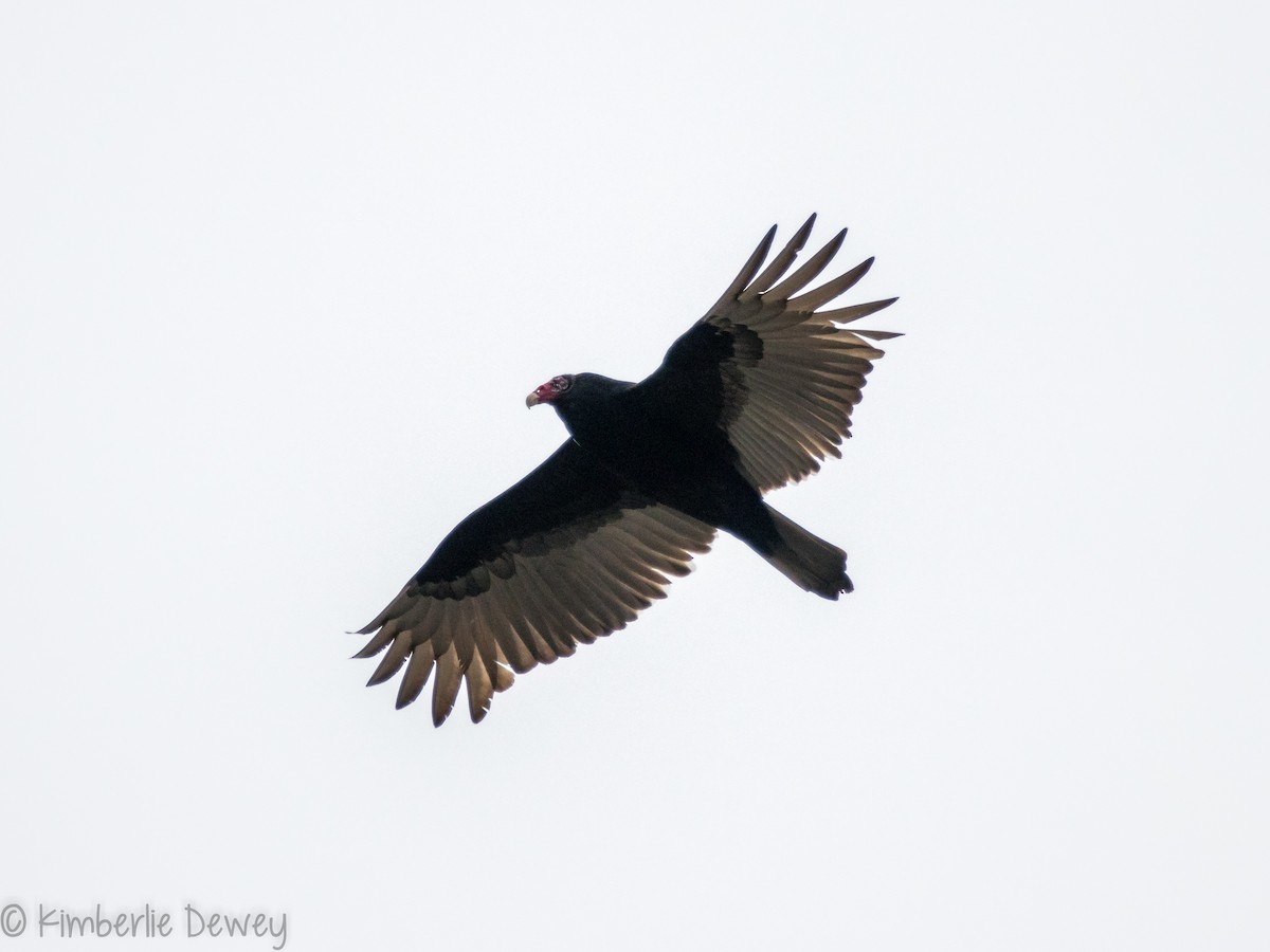 Turkey Vulture - ML143542961