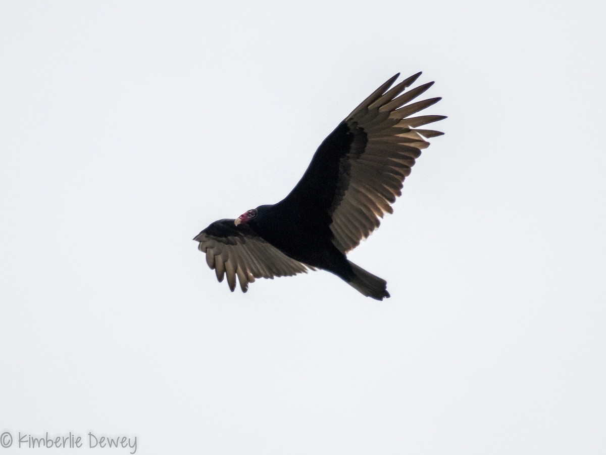 Turkey Vulture - ML143542971