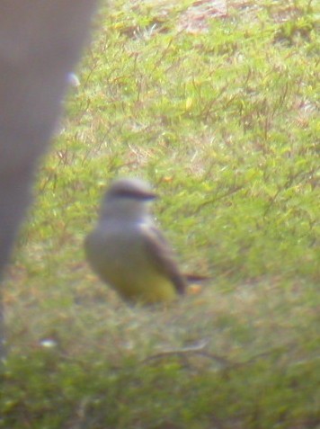 Western Kingbird - Brennan Mulrooney