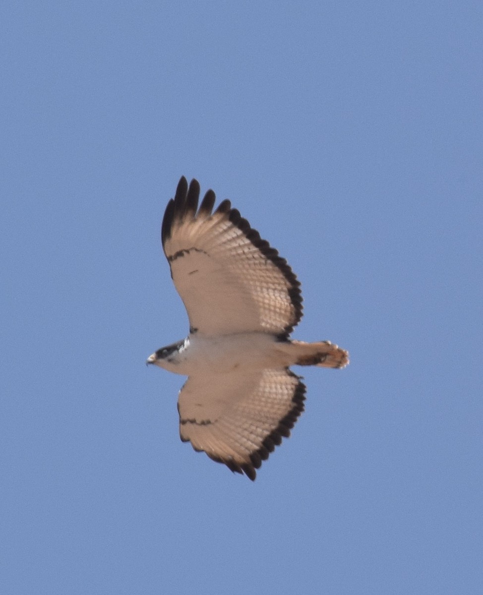 Augur Buzzard (Augur) - Adrian Round