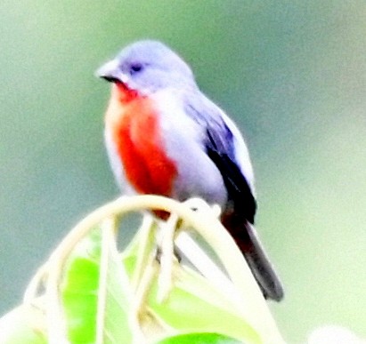 Chestnut-bellied Seedeater - ML143550141