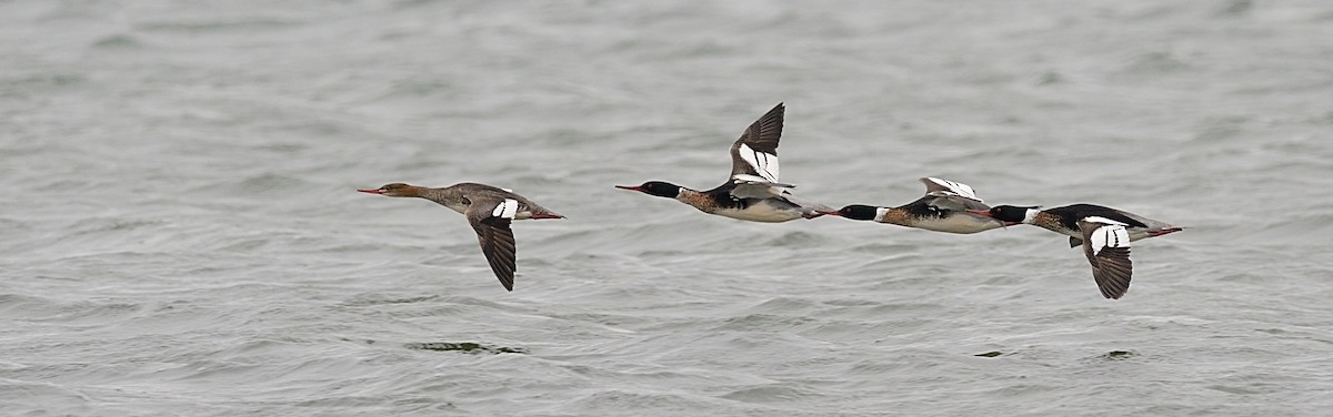 Red-breasted Merganser - ML143551751