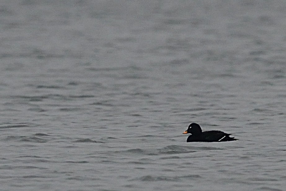 Velvet Scoter - Hans Norelius