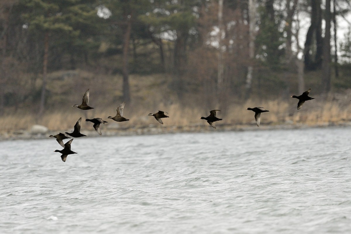 Common Scoter - ML143551841