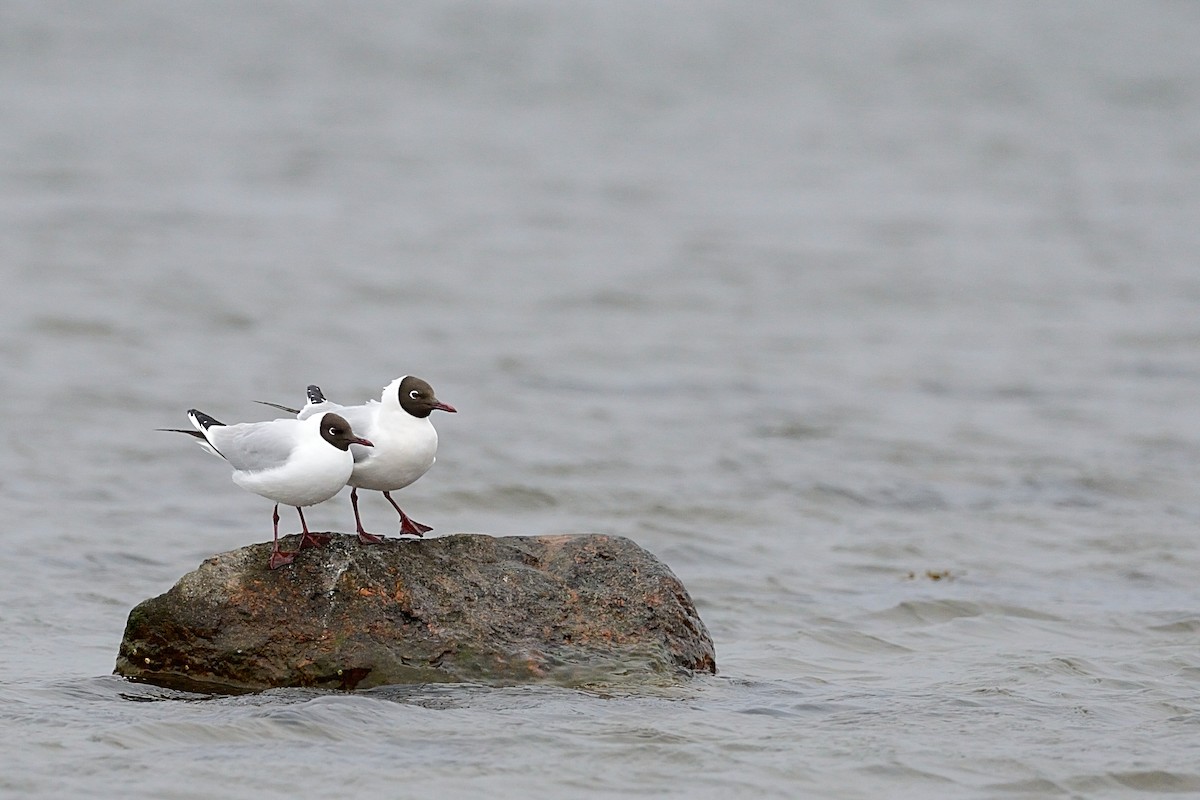 Black-headed Gull - ML143551921