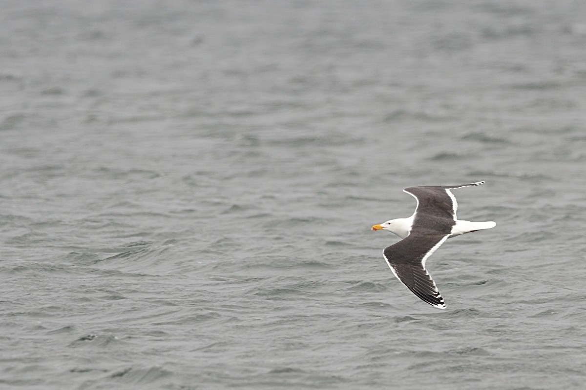 Great Black-backed Gull - ML143552301