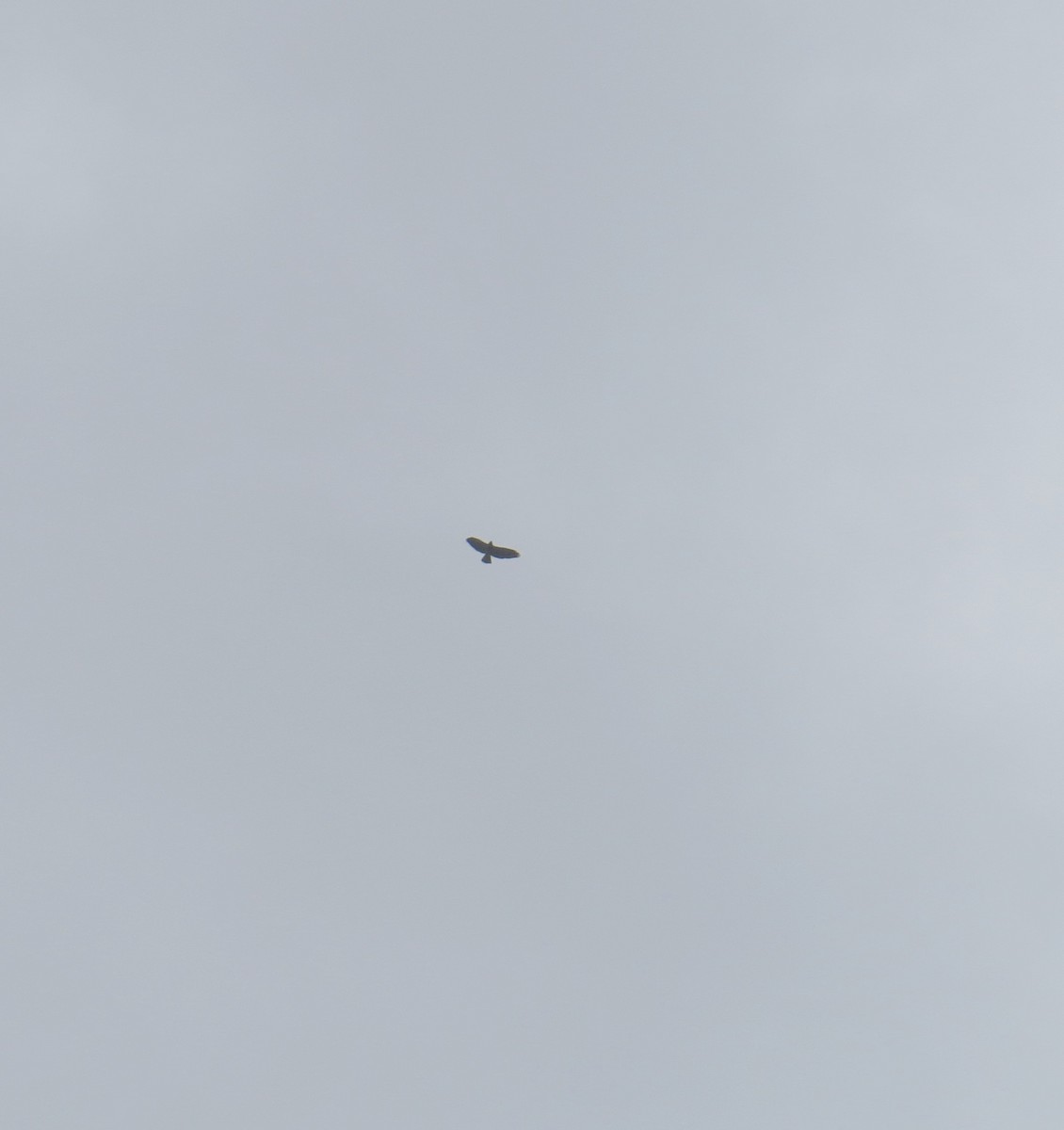 Broad-winged Hawk - ML143552581