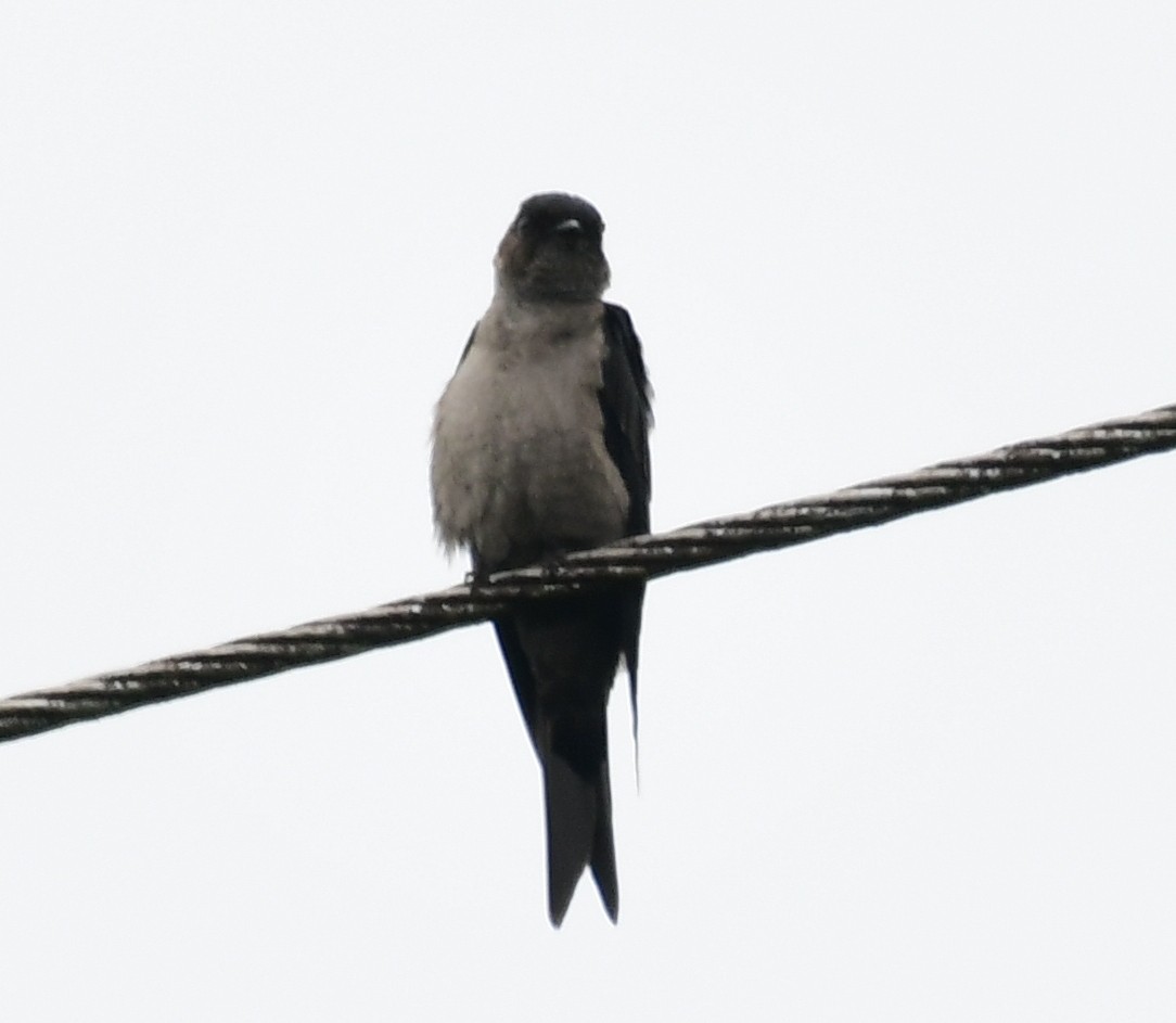 Southern Rough-winged Swallow - James Bozeman
