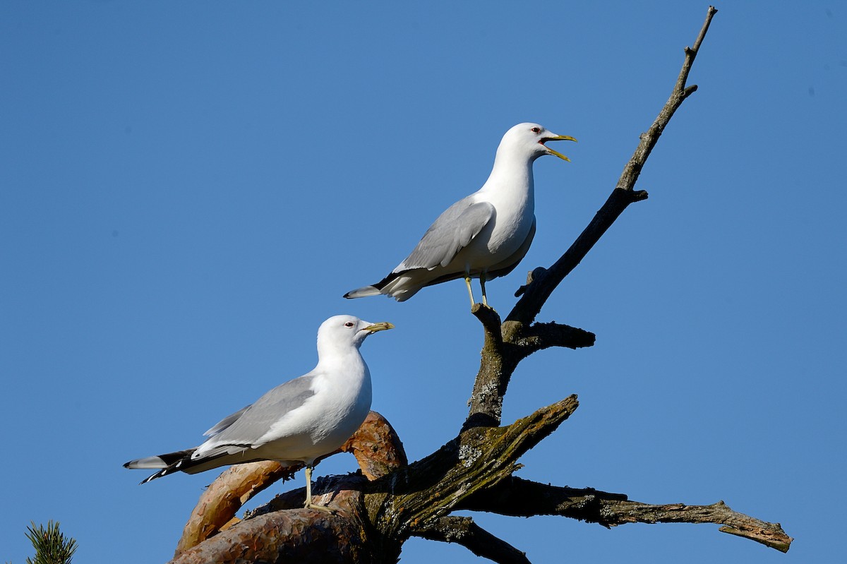 Common Gull - ML143553551