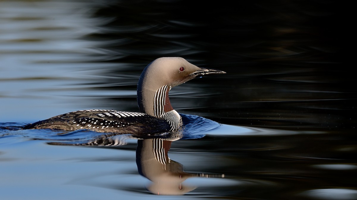 Arctic Loon - ML143553571