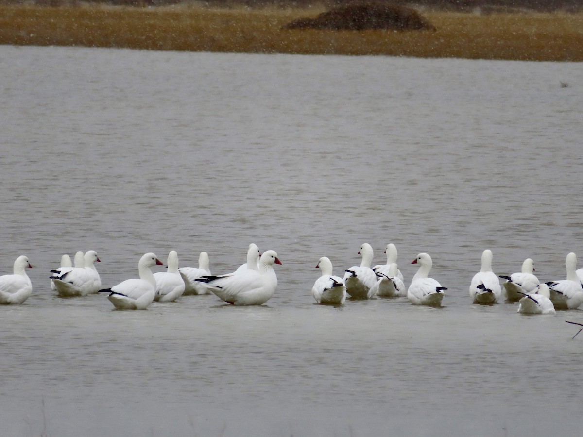 Ross's Goose - ML143553621