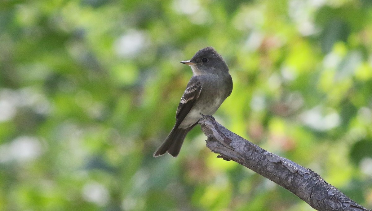 Western Wood-Pewee - ML143553811