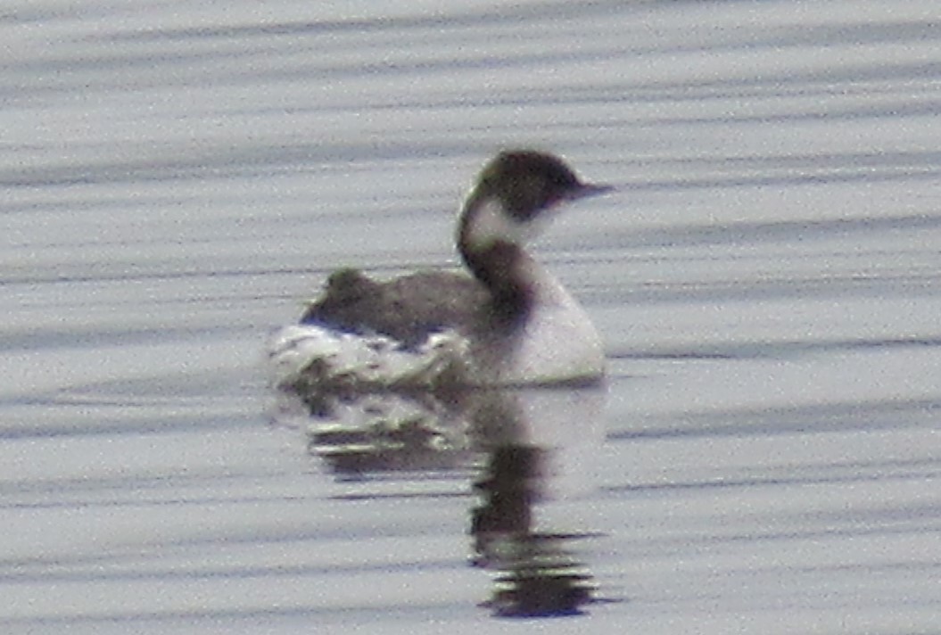 Eared Grebe - ML143554071