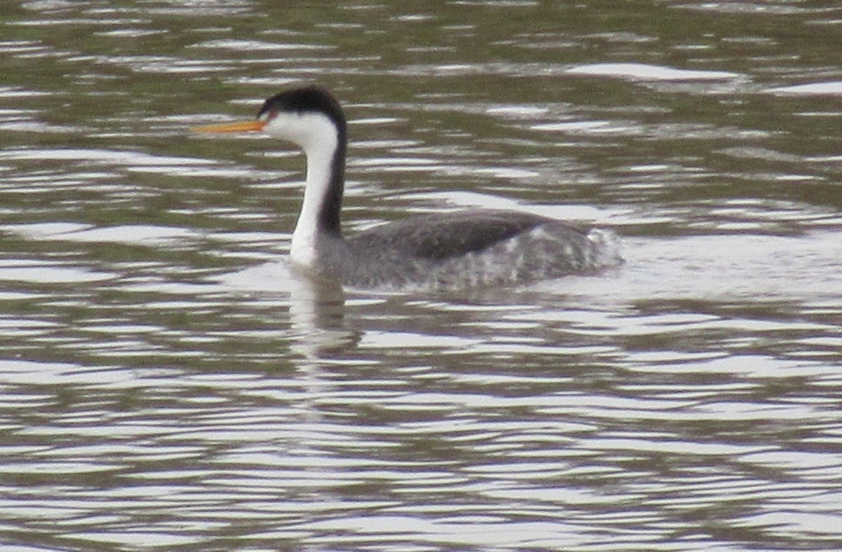 Clark's Grebe - ML143554621