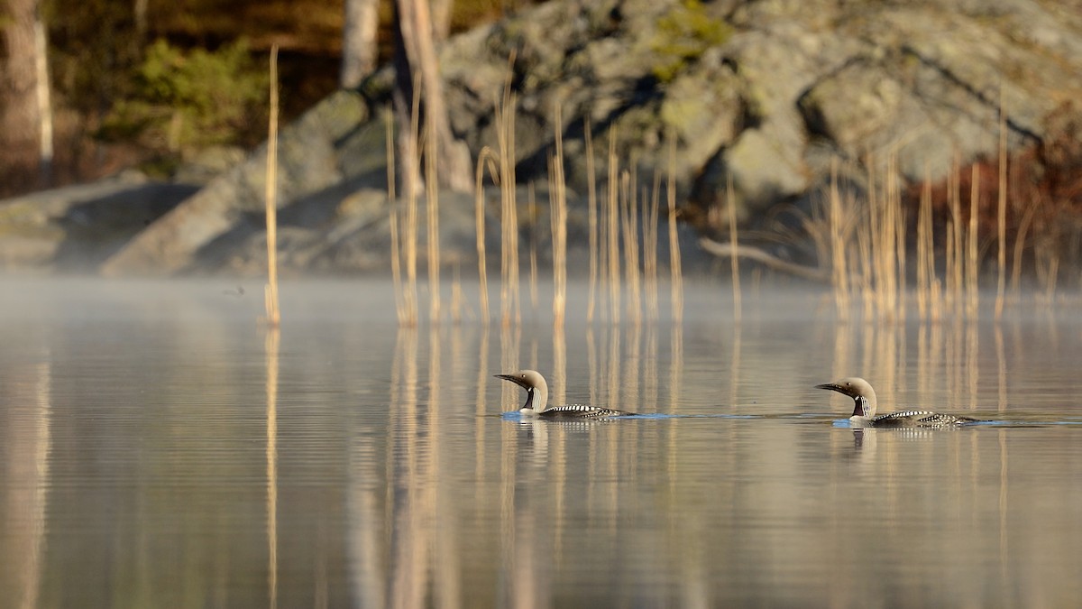 Arctic Loon - ML143554721