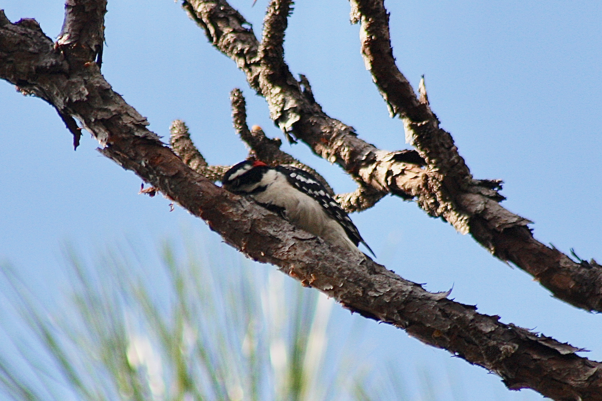 Downy Woodpecker - ML143557811