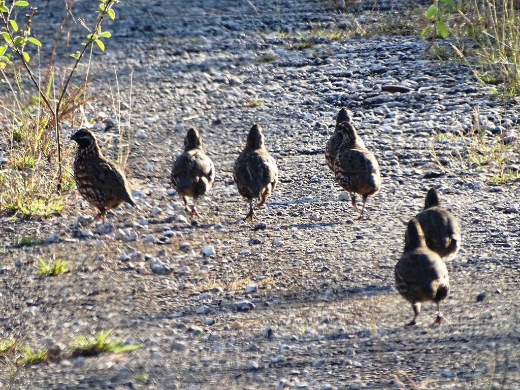 Black-throated Bobwhite - ML143557861