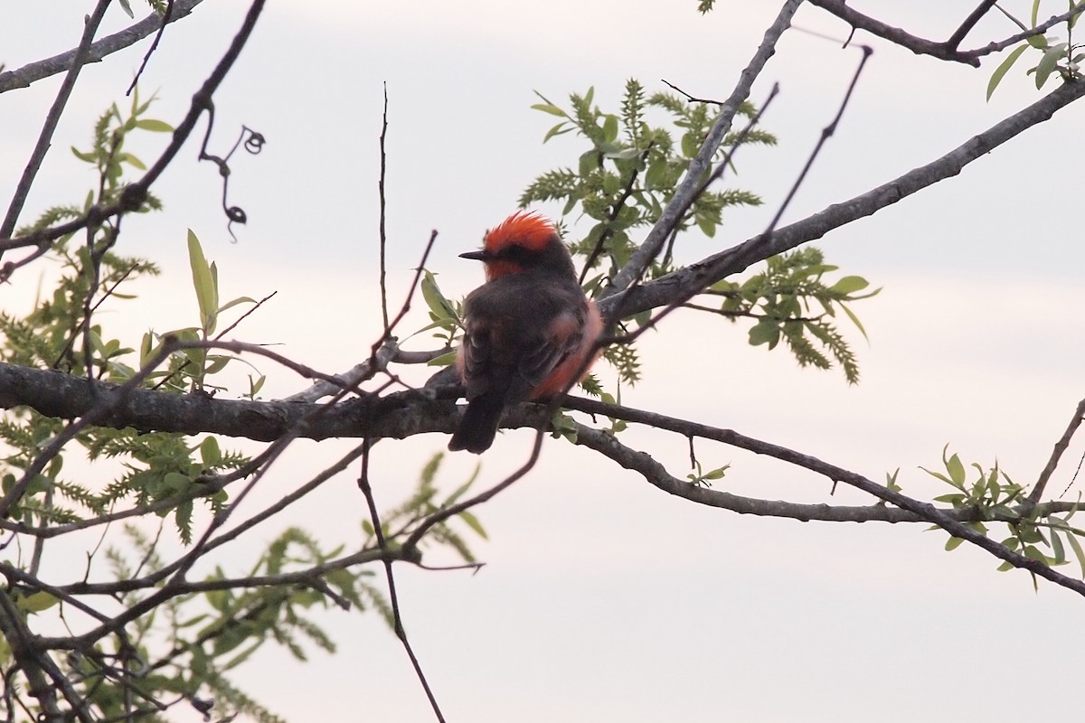 Vermilion Flycatcher - ML143558641