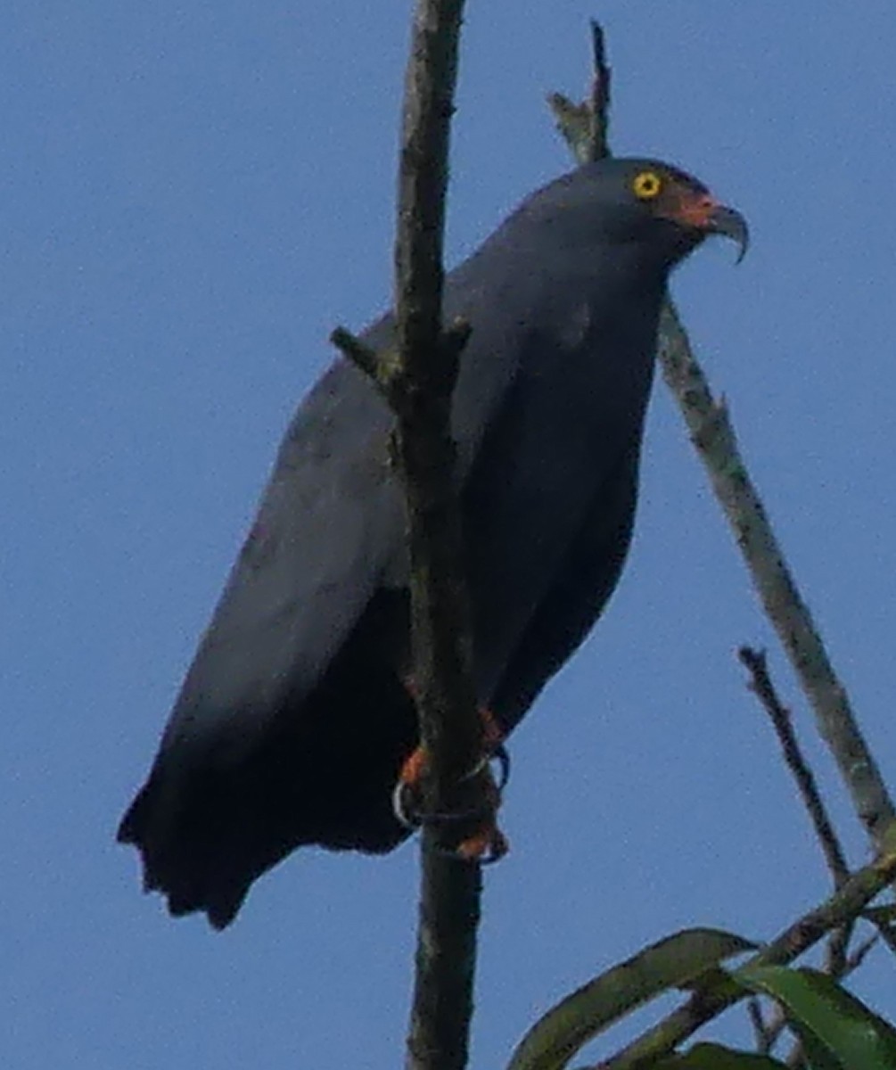 Slender-billed Kite - ML143558741