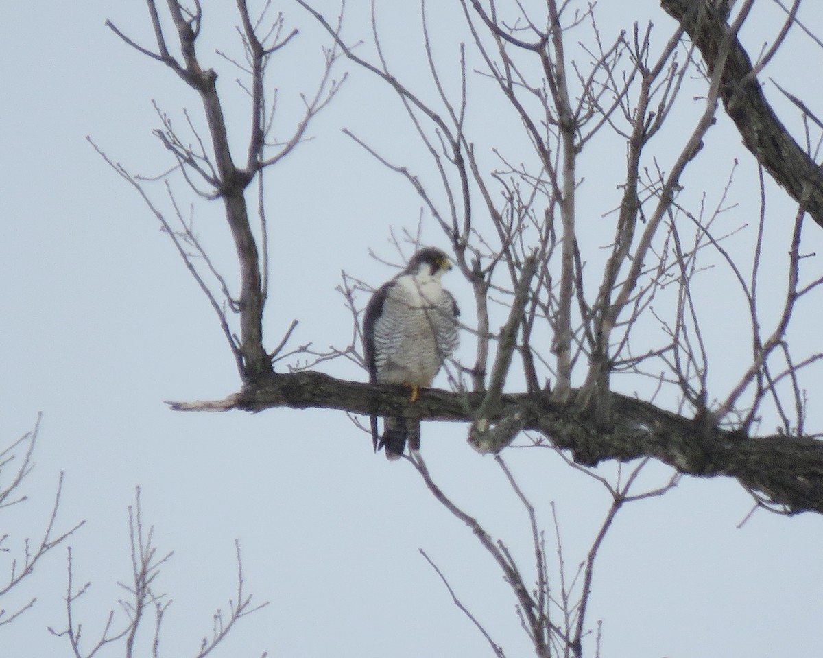 Peregrine Falcon - ML143559061