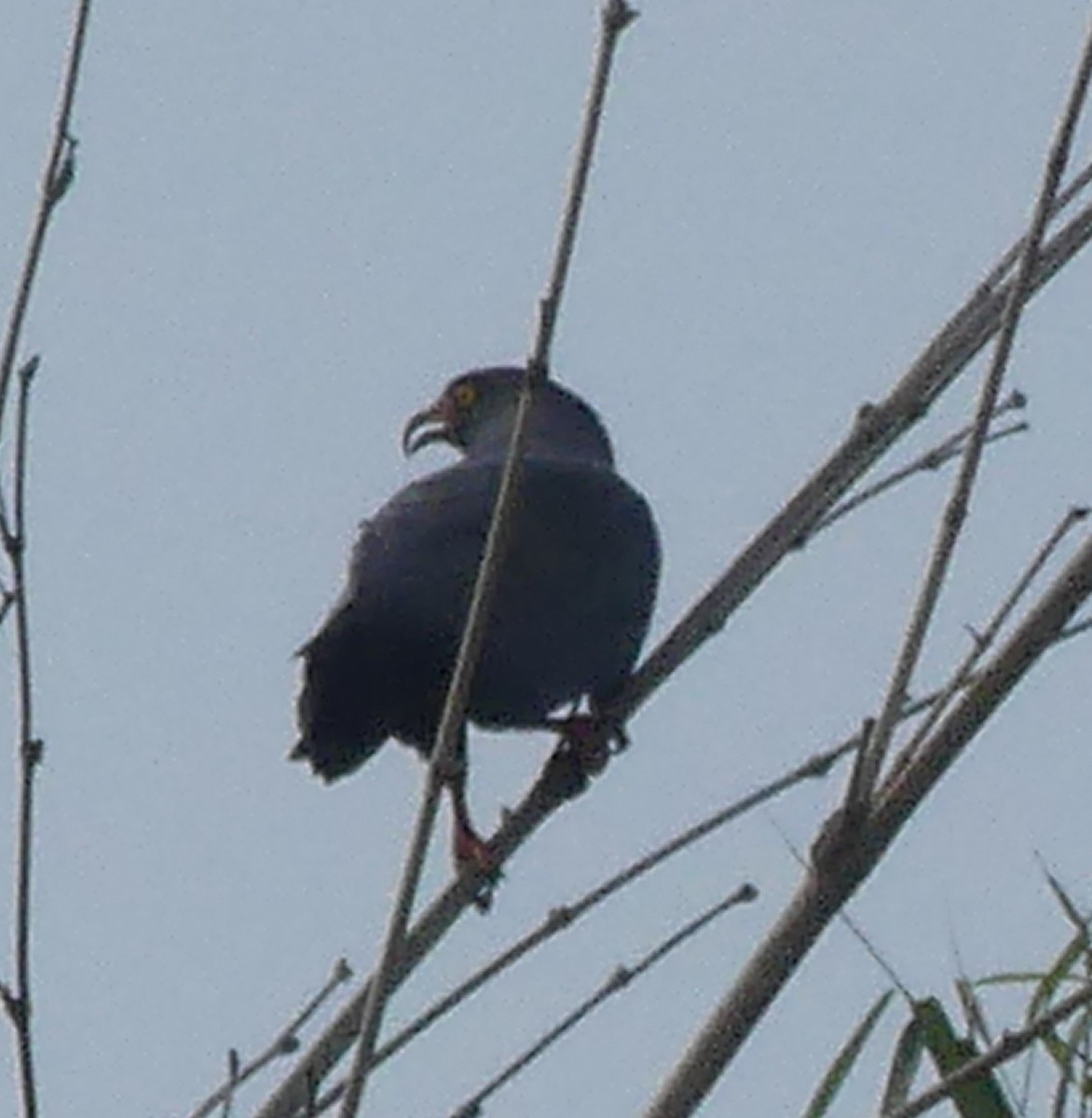 Slender-billed Kite - ML143559101