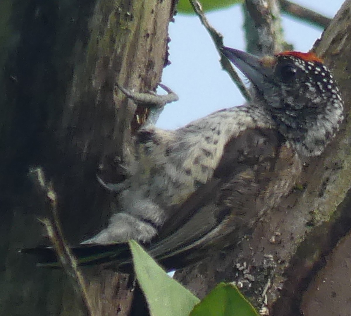 White-bellied Piculet - ML143561811