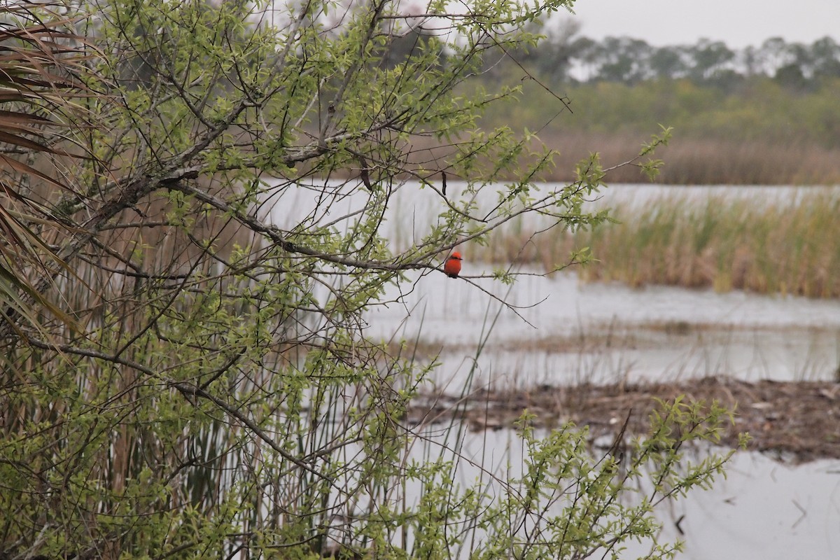 Vermilion Flycatcher - ML143562151