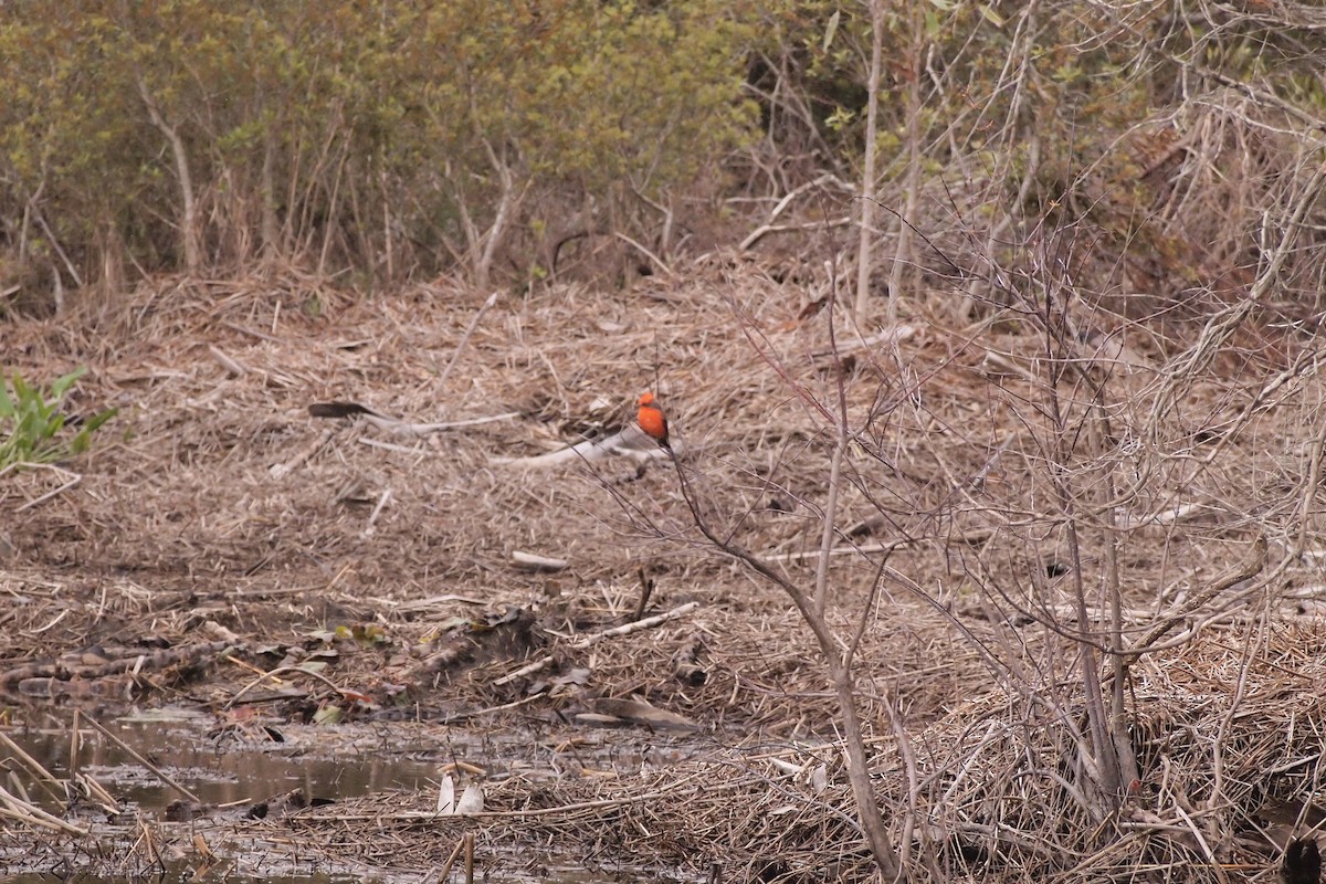 Vermilion Flycatcher - ML143562381