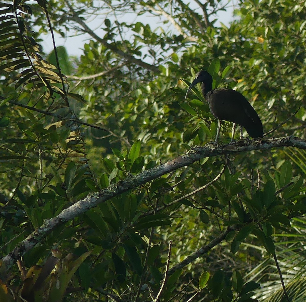 Green Ibis - ML143562941