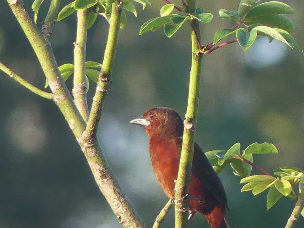 Silver-beaked Tanager - Robin Duska