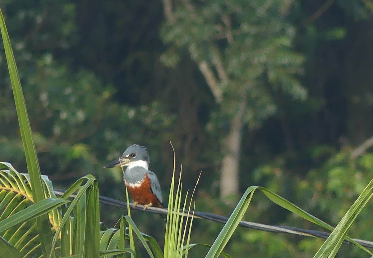 Ringed Kingfisher - Robin Duska