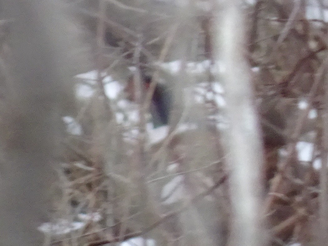 Зэрлэг гургуул - ML143563441