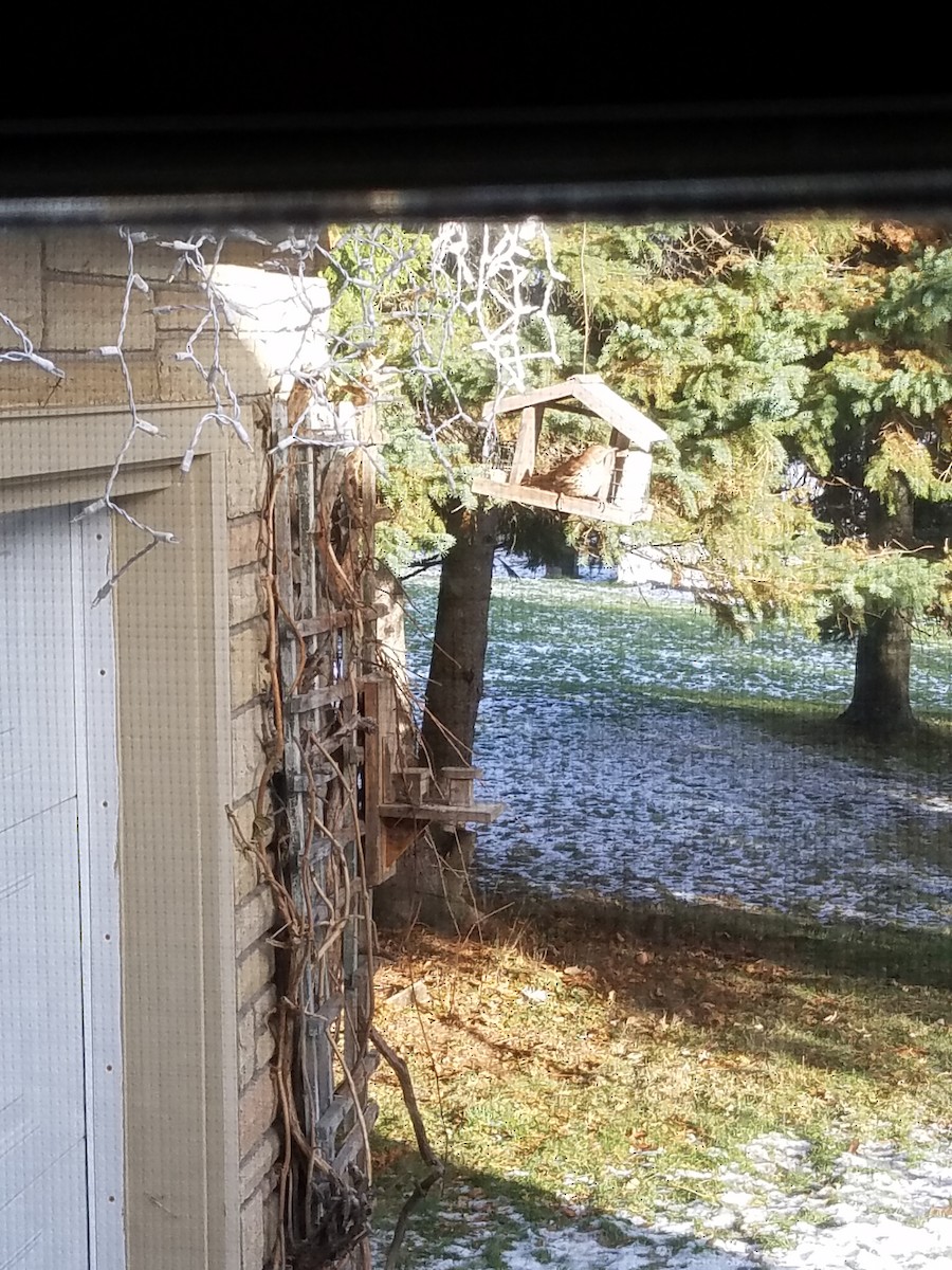 Brown Thrasher - ML143564971