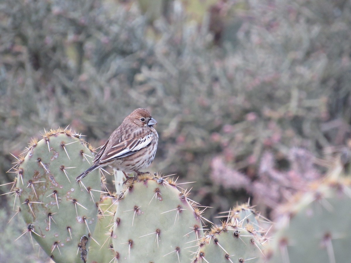 Lark Bunting - ML143565481